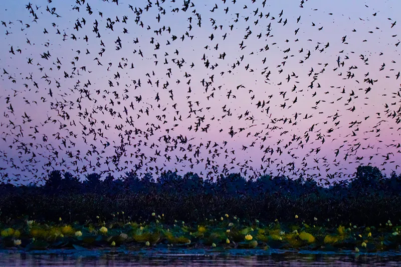 Purple Martin Phenomenon